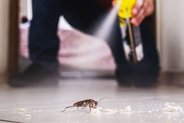Best Termite Control Services  in Story City, IA